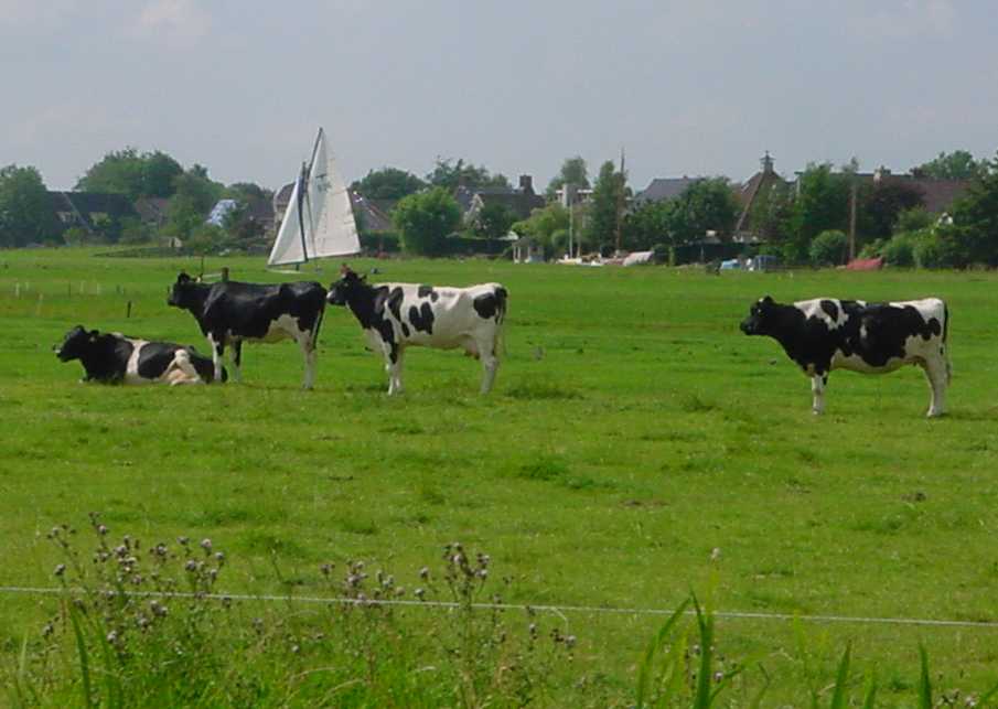 bootje in de wei